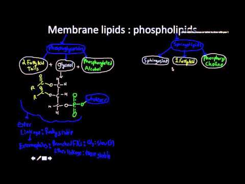 Membrane lipids: Phosphoglycerides and sphingomyelin