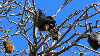 Amazing bats: Flying Foxes near Sydney