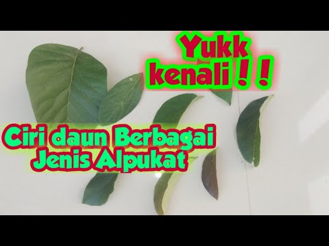 Ciri2 Daun Alpukat