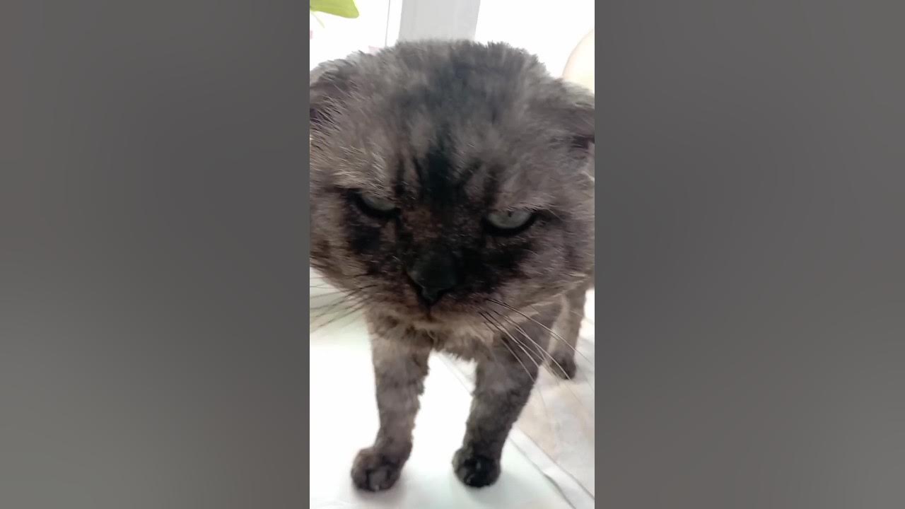Кот Васька обиделся - YouTube