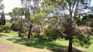 Strathalbyn Corellas