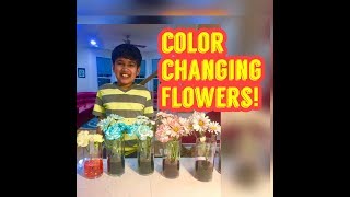 Celebrity Color Changing Carnation Flowers & Cabbage Leaves! Net Worth