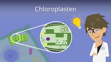 Wie sehen Chloroplasten in einer Zelle aus?