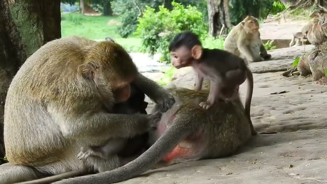 Good Care Mom Monkey Tara And Baby Thona