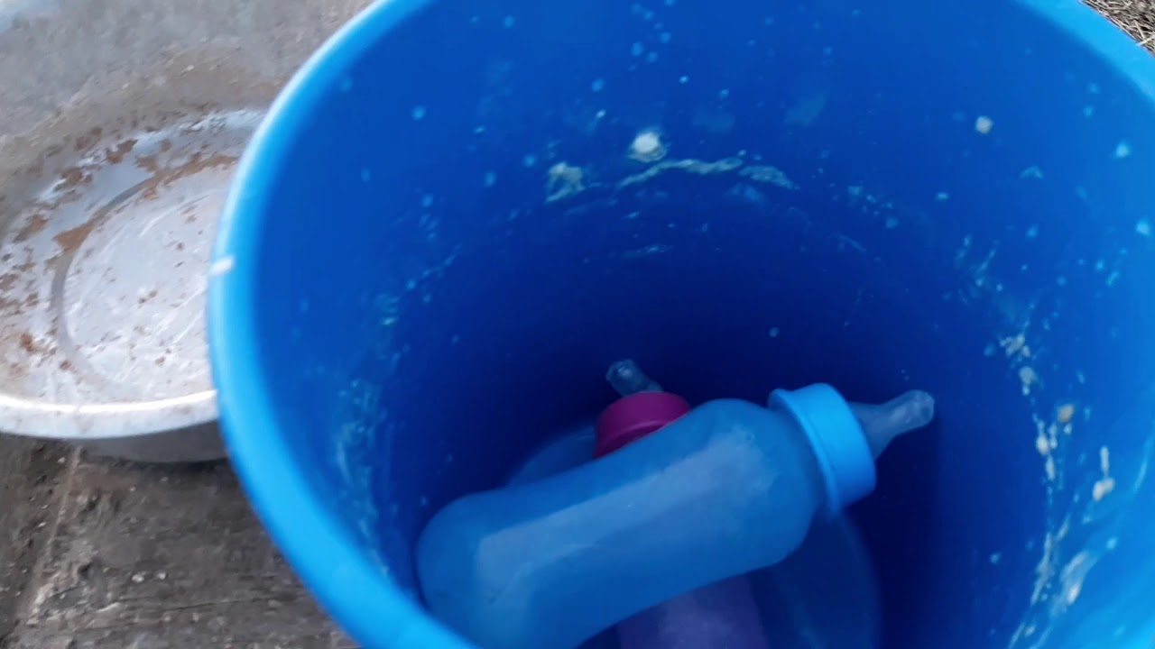 Ягнята с нуля. Мой первый опыт. Случилось беда. - YouTube