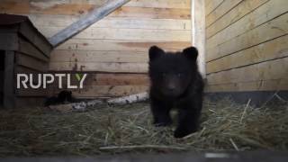 Russia: Four orphaned bear cubs rescued by stables in Kozyulski