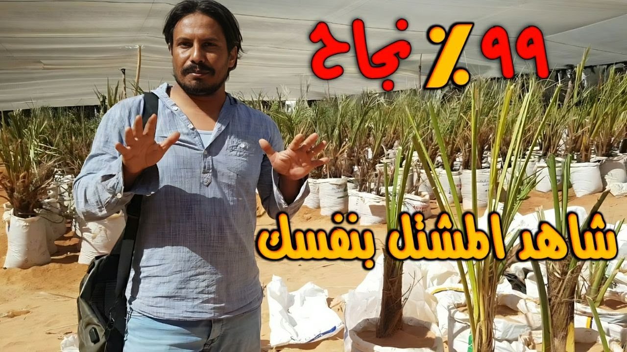 عوامل نجاح زراعة فسيلة النخيل في المشتل بنسبة من ٩٠ الى ٩٩% بإذن الله