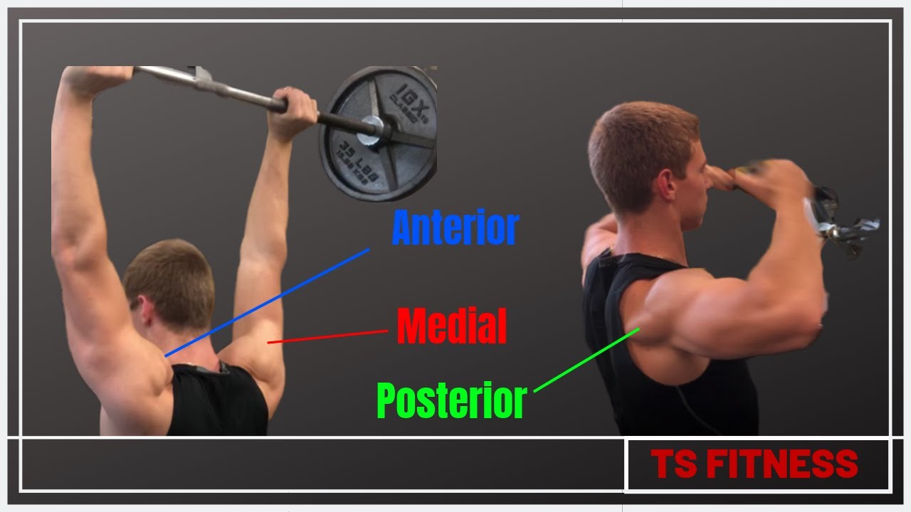 Complete Shoulder Workout for MASS/STRENGTH (Hit all 3 Parts!) YouTube