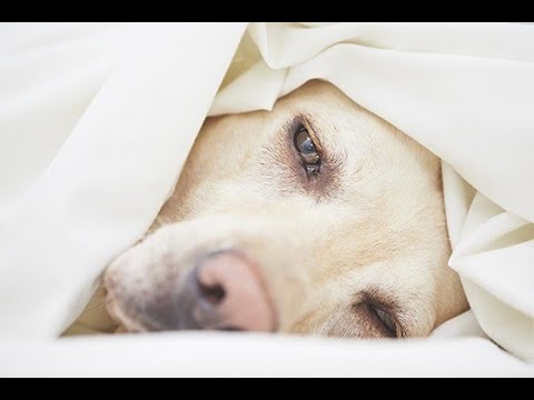 Vídeo: Os Cães Podem Ficar Deprimidos?