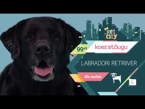 Video: Leonberger