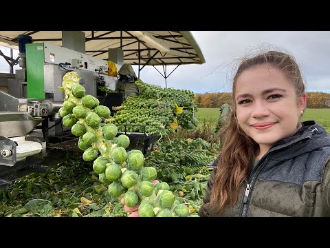 Brussel Sprout Harvest!  Family Farming 2022