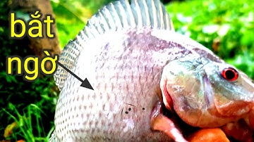 Câu nhấp cá rô đồng thật sử bắt ngờ  @chacchantv8469