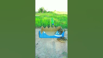 EASY simple quails trap / Underground quails trap #video shorts