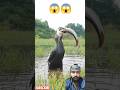Unbelievable! Bird Swallows a Snakehead #shorts @Apnanasib932