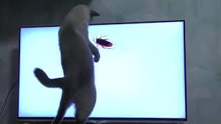 Cat Vs Cockroaches by CAT for ALL 134 views 3 years ago 1 minute, 58 seconds