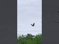 OSPREY DAD TAKES THE BUTTERFLY KOI FISH BACK TO THE NEST. MAY 22, 2026•6:32 PM