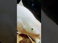 Giant Gourami Fishes