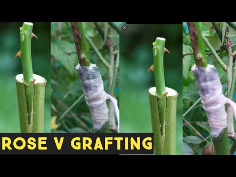 Rose v grafting | rose grafting | rose grafting techniques | gulab grafting | गुलाब ग्राफ्टिंग