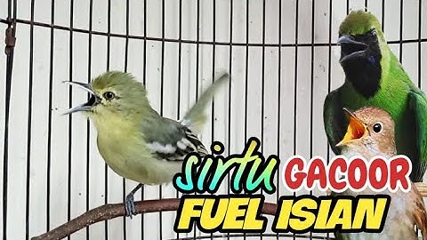 sirtu gacor isian fuel variasi,sangat cocok untuk masteran sirtu lolohan jantan.