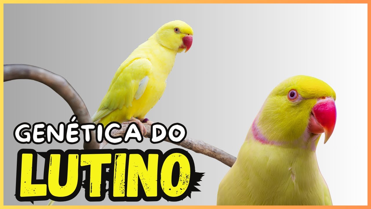 GENÉTICA DO RINGNECK LUTINO