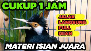 Masteran Jalak Suren Isian Unik Gacor Full Isian Tembakan Mewah Cililin Tengkek mantap
