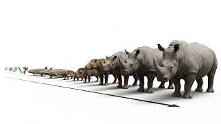 The Evolution of the Rhinoceros: From Ancient Life to the Modern Rhino