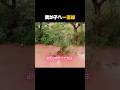 見てない人はいないというあの動画… 誰もが涙した母犬の偉大な選択 😭#感動動画 #母性愛 #犬 #動物#家族愛
