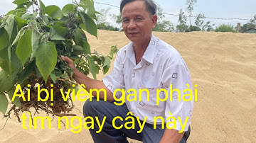 Cây an xoa đăt trị các chưng bệnh về gan cực kì hiệu quả