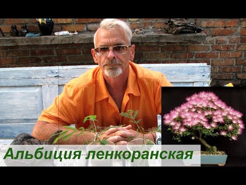 Видео: Албиция Ланкаран