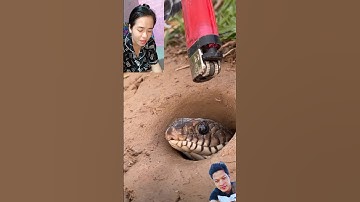 Đặt bẫy rắn độc lạ miền Tây phần thứ 48 cả nhà ơi