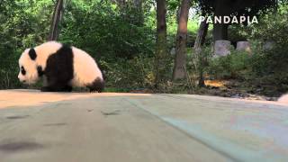 pandapia 20141024 太陽室外 星語 星語在木板上練習走路，走到了草地上