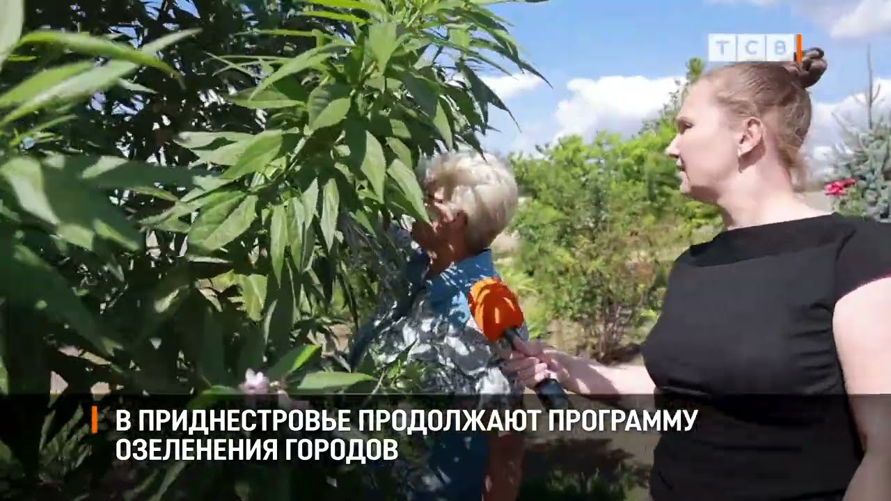 В Приднестровье продолжают программу озеленения городов — Transcript