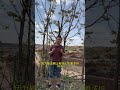 Distinguishing Lacquer Tree vs Toona Sinensis - Plant ID Challenge