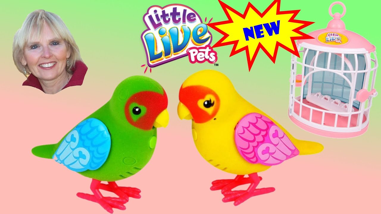 little live pets love birds