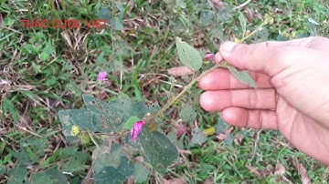 tìm hiểu về cây ké hoa đào | THẢO DƯỢC VIỆT