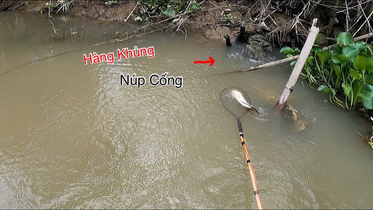Kích Cá Kênh Lục Bình Ch.ế.t Hàng Khủng Núp Miệng Cống | Kích Cá Miền Tây | Catch Fish