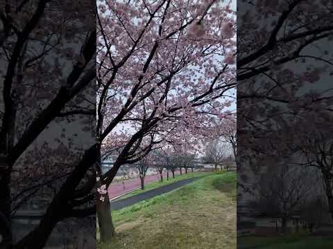 汐入公園　大寒桜　✿　荒川区　南千住　芝生　土手　☆　東京スカイツリー　♬　2024年　3月9日　☀　早朝　さくら　桜 @iamshinya777