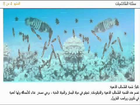 مملكة الطلائعيات