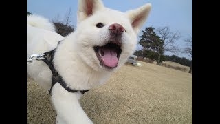 【秋田犬ゆうき】楽しいお散歩出発から到着までノーカット【akita dog puppy】