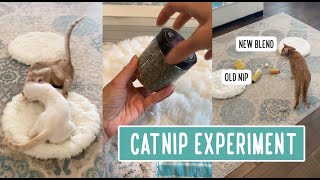 Catnip Experiment