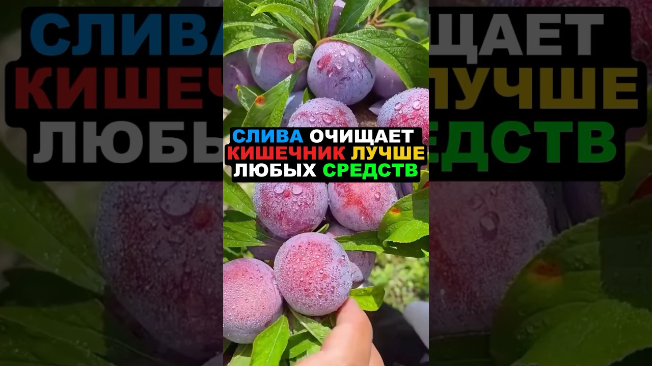 Слива очищает кишечник лучше любых средств! #слива #здоровье #польза #рецепты #похудение #пп #еда