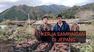 KERJA‼️ PANEN UBI JALAR DI JEPANG