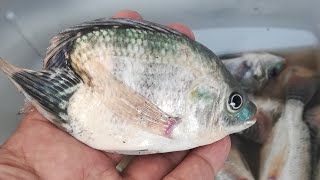 Amazing Deformed Body of Tilapia