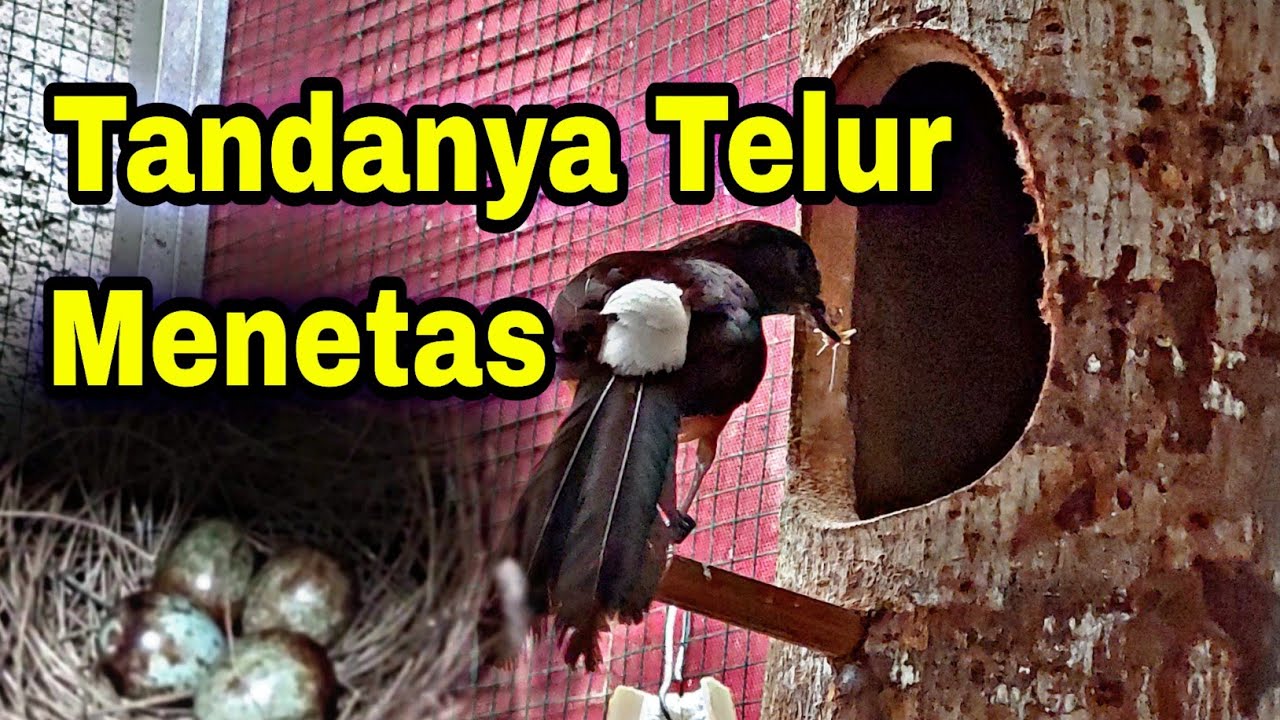 Tanda telur burung murai menetas