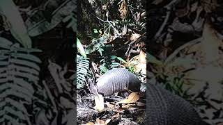 gurre, cachicamo, armadillo. ¿ustedes cómo lo conocen?#wildlife  #animals #conservation #biology