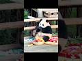 Panda vs Owner 😅