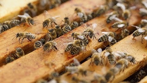 refuBees Swarm Trap™ -  Transferring a Swarm (Prototype)