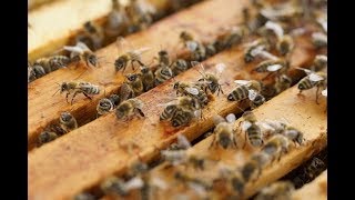 refuBees Swarm Trap™ -  Transferring a Swarm (Prototype)