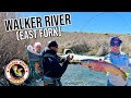 Walker river  east fork  eastern sierra ultralight trout fishing  rainbow trout  brown trout 