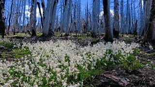 Unbelievable Avalanche Lilies! Mt. Hood Vista Ridge Trail